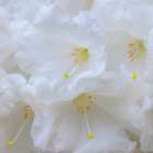 USA, Washington State, Seabeck. White rhododendron flower close-up. Art Print
